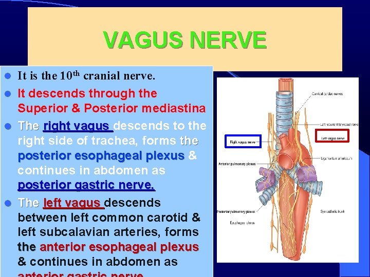 VAGUS NERVE It is the 10 th cranial nerve. l It descends through the