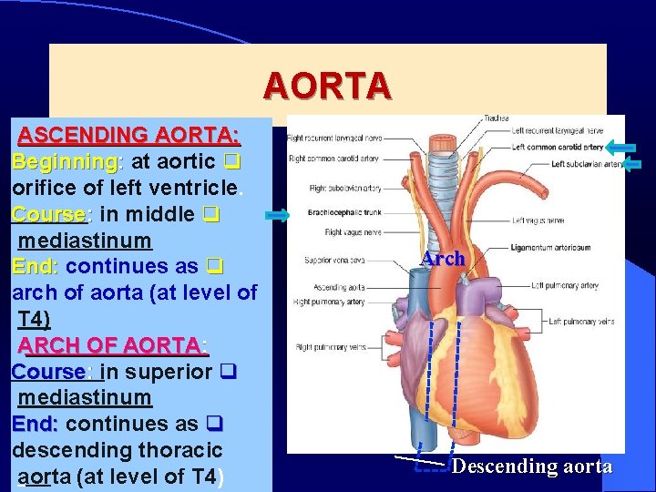 AORTA ASCENDING AORTA: Beginning: at aortic q orifice of left ventricle. Course: in middle