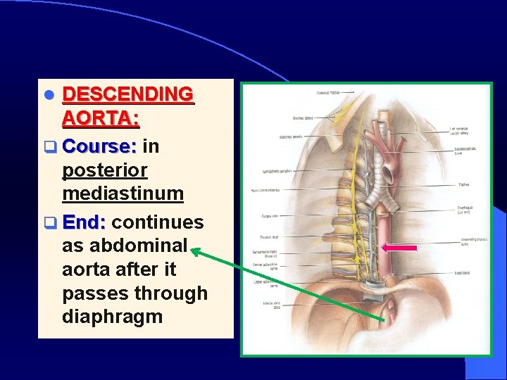 DESCENDING AORTA: q Course: in posterior mediastinum q End: continues as abdominal aorta after