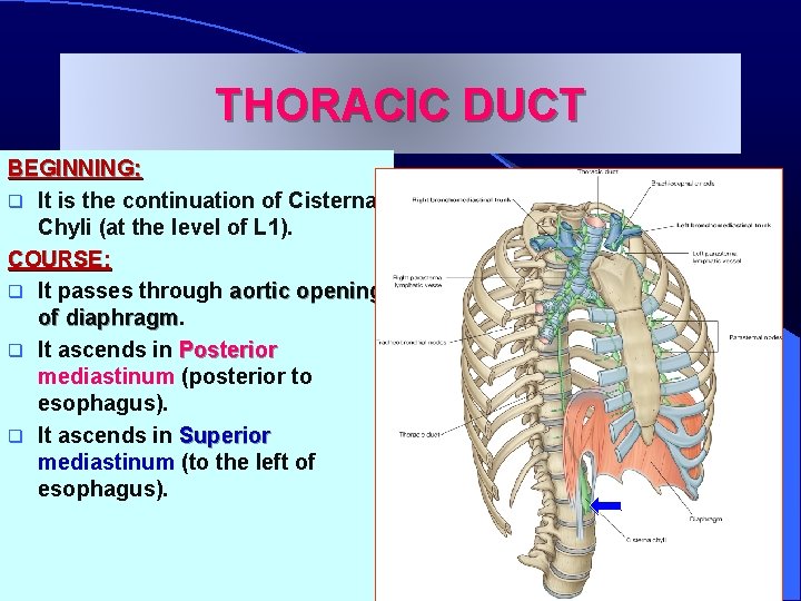 THORACIC DUCT BEGINNING: q It is the continuation of Cisterna Chyli (at the level