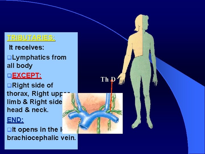 TRIBUTARIES: It receives: q. Lymphatics from all body q. EXCEPT: q. Right side of