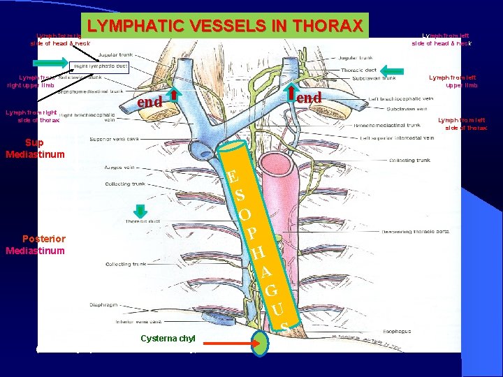 LYMPHATIC VESSELS IN THORAX Lymph form right side of head & neck Lymph from