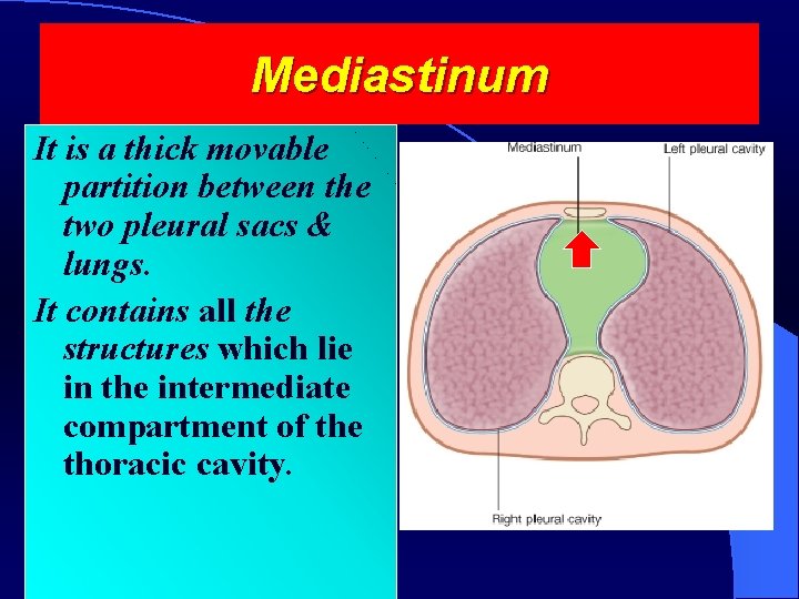 Mediastinum It is a thick movable partition between the two pleural sacs & lungs.