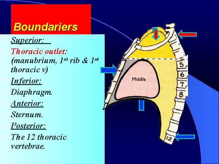 Boundariers Superior: Thoracic outlet: (manubrium, 1 st rib & 1 st thoracic v) Inferior: