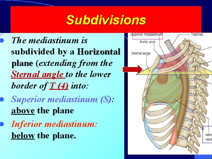 Subdivisions The mediastinum is subdivided by a Horizontal plane (extending from the Sternal angle