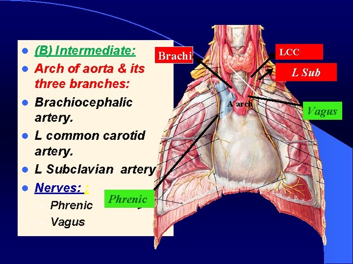 l l l (B) Intermediate: Brachio Arch of aorta & its three branches: Brachiocephalic