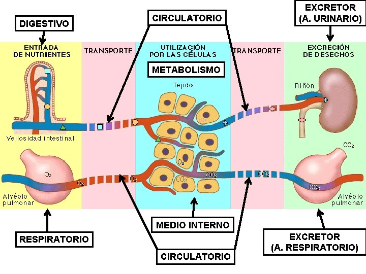DIGESTIVO CIRCULATORIO EXCRETOR (A. URINARIO) METABOLISMO MEDIO INTERNO RESPIRATORIO CIRCULATORIO EXCRETOR (A. RESPIRATORIO) 