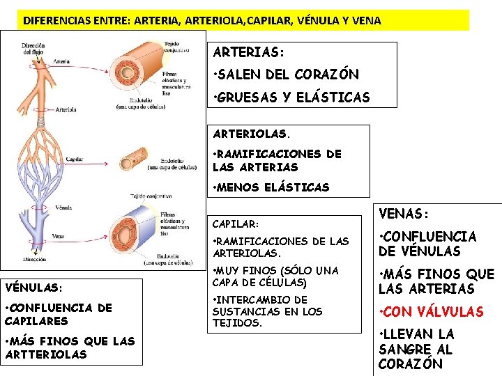DIFERENCIAS ENTRE: ARTERIA, ARTERIOLA, CAPILAR, VÉNULA Y VENA ARTERIAS: • SALEN DEL CORAZÓN •
