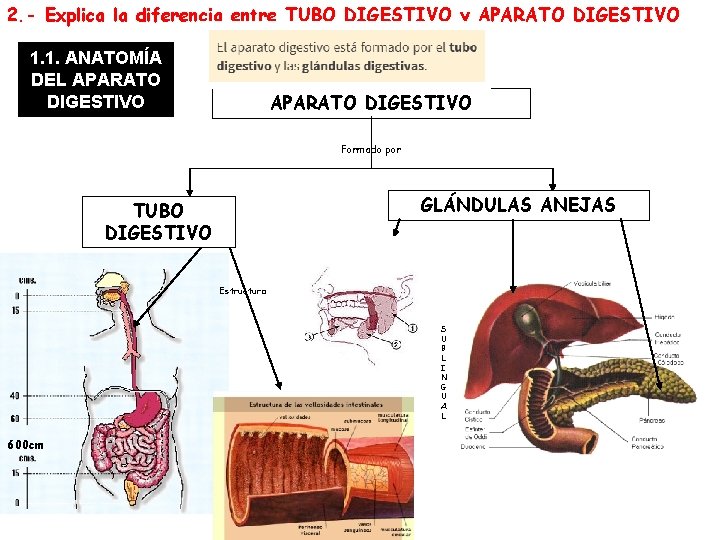 2. - Explica la diferencia entre TUBO DIGESTIVO y APARATO DIGESTIVO 1. 1. ANATOMÍA