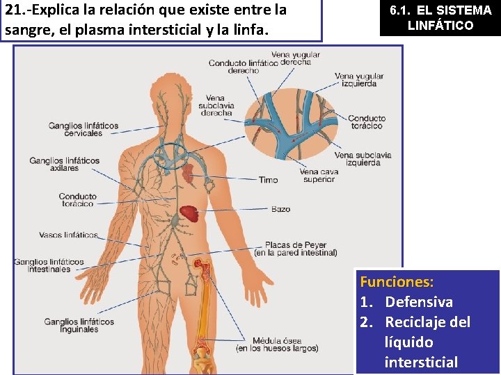 21. -Explica la relación que existe entre la sangre, el plasma intersticial y la
