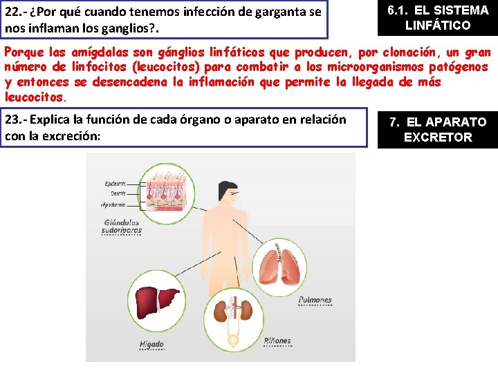 22. - ¿Por qué cuando tenemos infección de garganta se nos inflaman los ganglios?