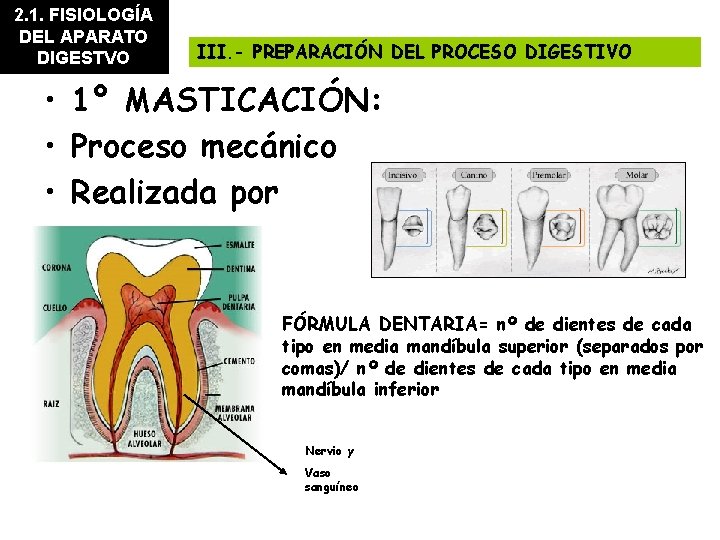 2. 1. FISIOLOGÍA DEL APARATO DIGESTVO III. - PREPARACIÓN DEL PROCESO DIGESTIVO • 1º