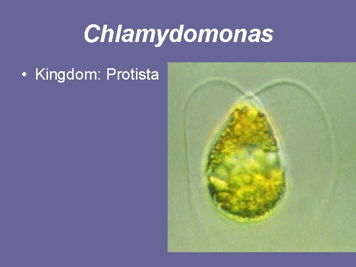 Chlamydomonas • Kingdom: Protista 