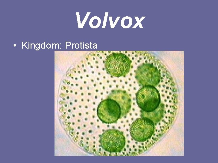 Volvox • Kingdom: Protista 