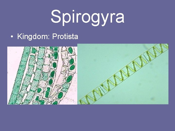 Spirogyra • Kingdom: Protista 