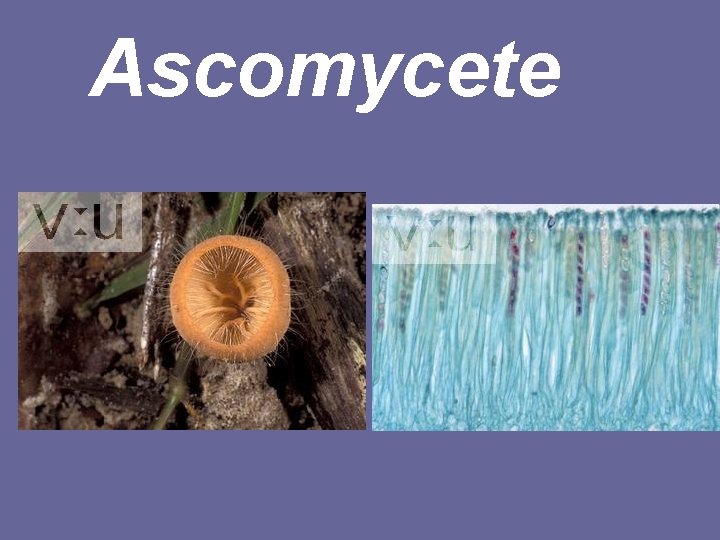 Ascomycete 