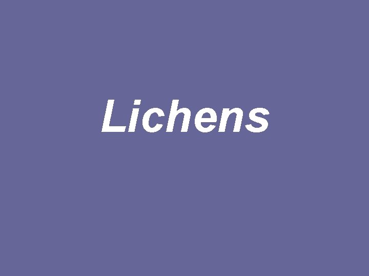 Lichens 