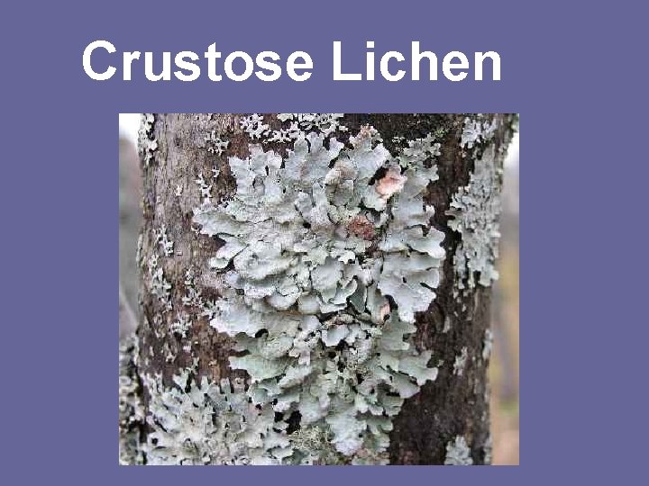 Crustose Lichen 