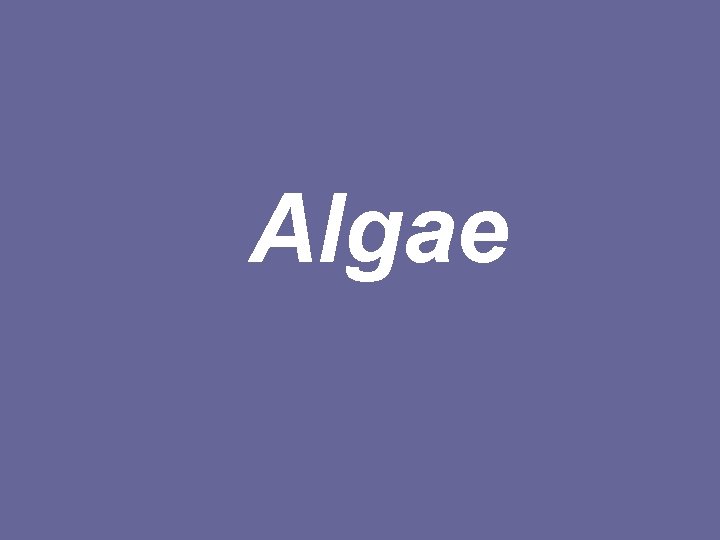 Algae 