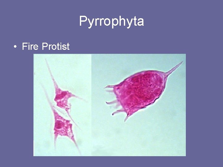 Pyrrophyta • Fire Protist 