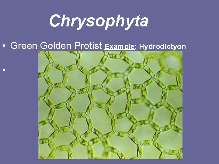 Chrysophyta • Green Golden Protist Example: Hydrodictyon • 