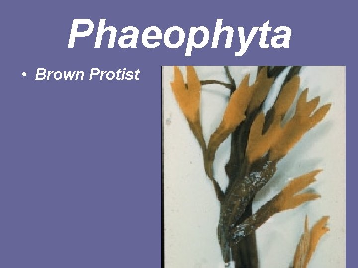 Phaeophyta • Brown Protist 