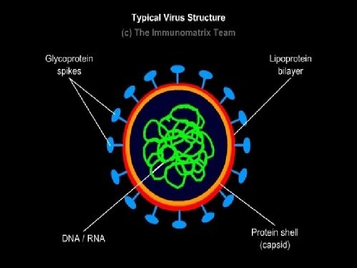  • • Diagram of Virus 