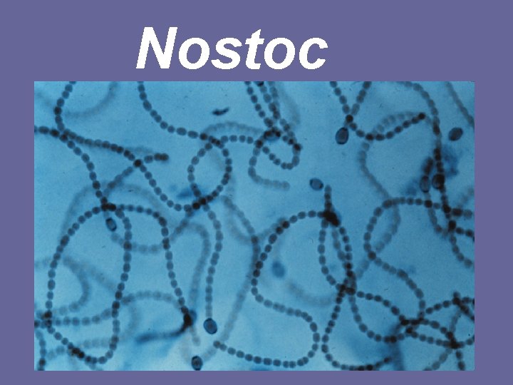 Nostoc 