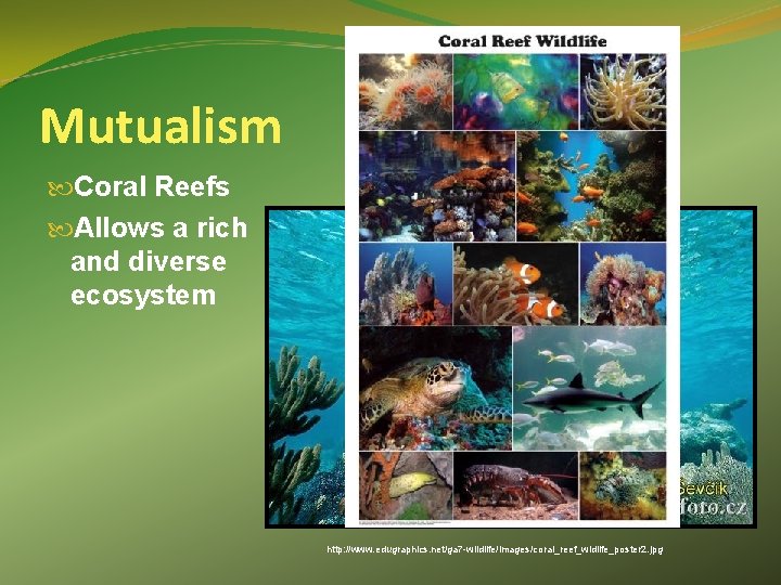 Mutualism Coral Reefs Allows a rich and diverse ecosystem http: //www. edugraphics. net/ga 7