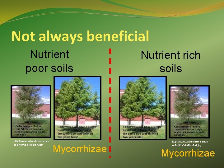 Not always beneficial Nutrient poor soils http: //www. avtreefarm. com/b acterium/pic/treated. jpg Mycorrhizae Nutrient