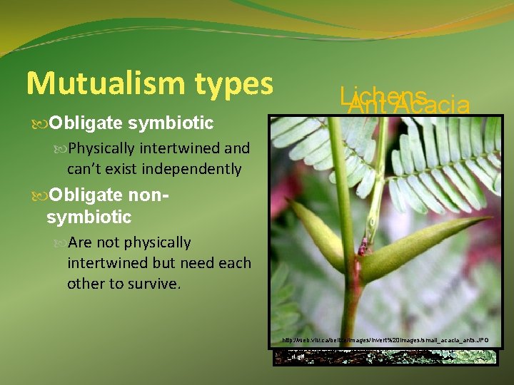 Mutualism types Obligate symbiotic Physically intertwined and can’t exist independently Lichens Ant Acacia Obligate