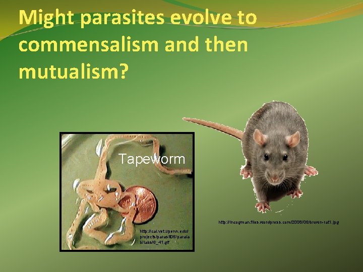 Might parasites evolve to commensalism and then mutualism? Tapeworm http: //incogman. files. wordpress. com/2008/06/brown-rat