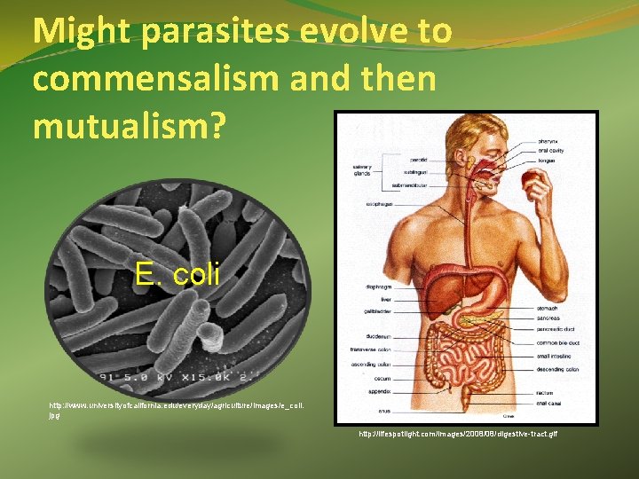 Might parasites evolve to commensalism and then mutualism? E. coli http: //www. universityofcalifornia. edu/everyday/agriculture/images/e_coli.