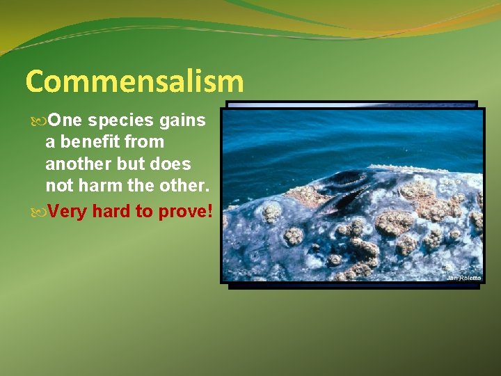 Commensalism One species gains a benefit from another but does not harm the other.