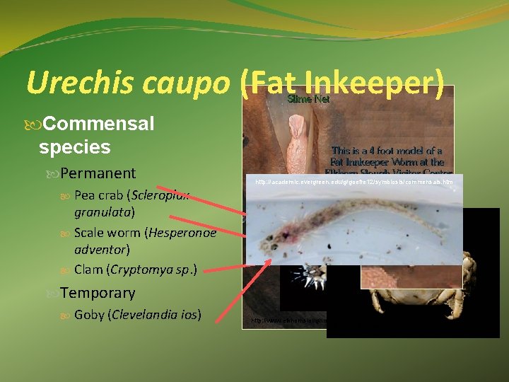 Urechis caupo (Fat Inkeeper) Commensal species Permanent Pea crab (Scleroplax granulata) Scale worm (Hesperonoe