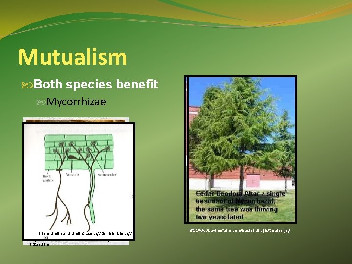 Mutualism Both species benefit Mycorrhizae From Smith and Smith: Ecology & Field Biology http: