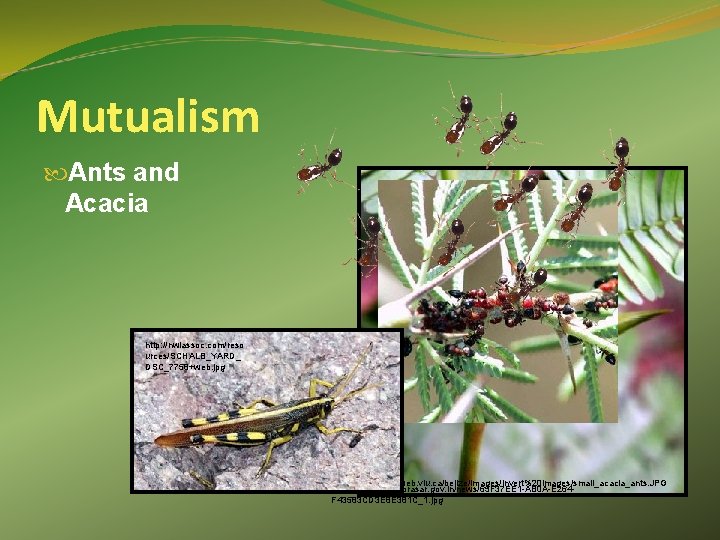 Mutualism Ants and Acacia http: //nwiassoc. com/reso urces/SCHALB_YARD_ DSC_7758+web. jpg http: //web. viu. ca/belize/images/invert%20