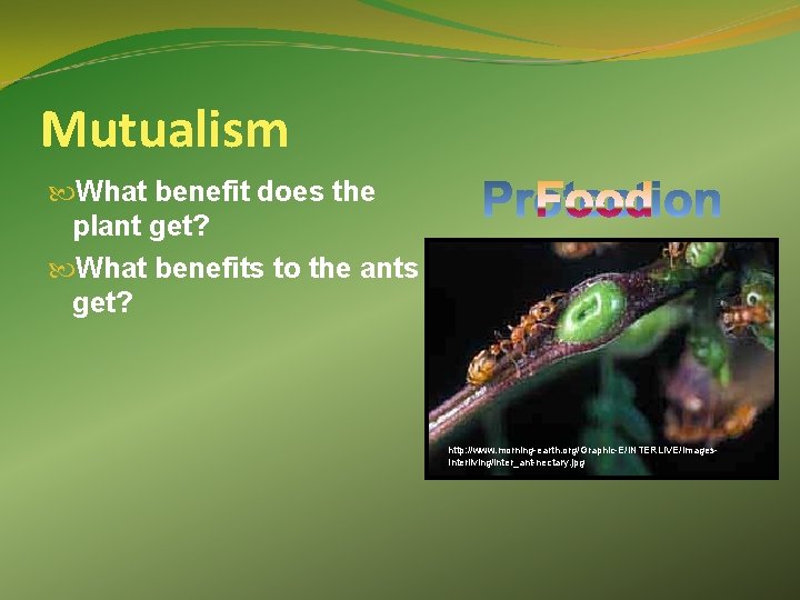 Mutualism What benefit does the plant get? What benefits to the ants get? http: