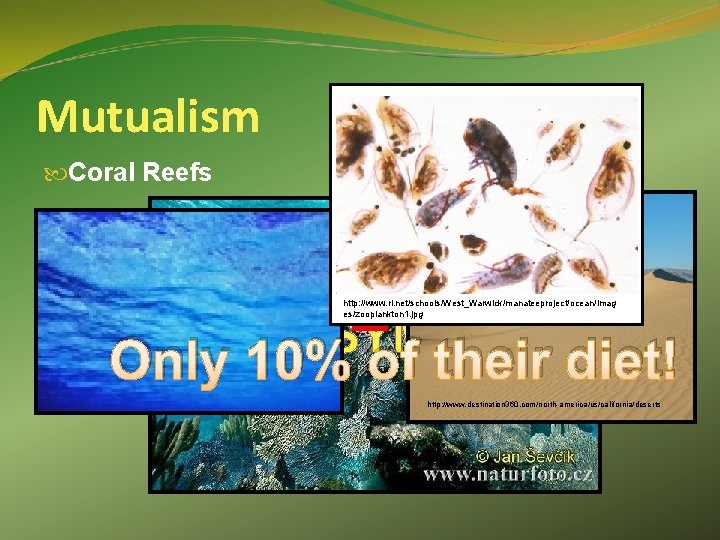 Mutualism Coral Reefs = Only 10% of their diet! http: //www. ri. net/schools/West_Warwick/manateeproject/ocean/imag es/zooplankton