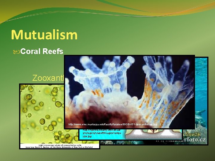 Mutualism Coral Reefs Zooxanthellae http: //www. emc. maricopa. edu/faculty/farabee/BIOBK/01 -zooxanthellae. jpg http: //hypnea. botany.