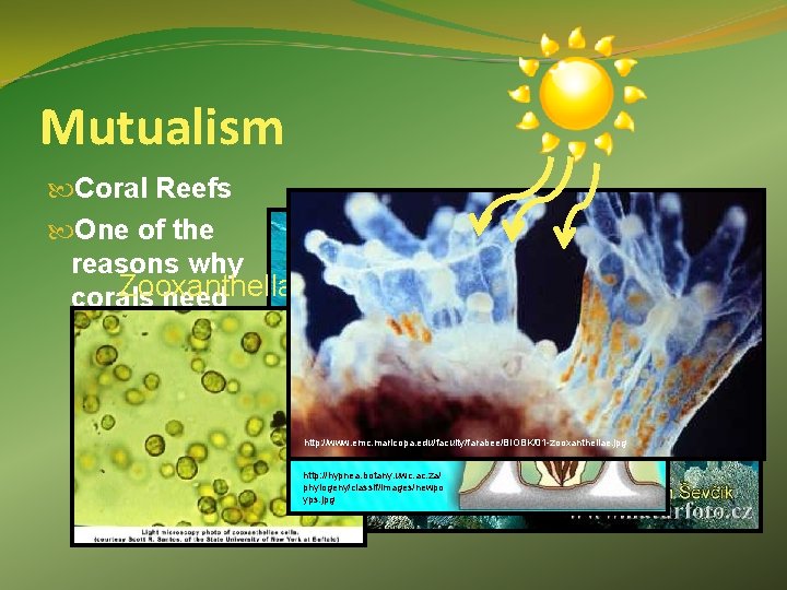 Mutualism Coral Reefs One of the reasons why Zooxanthellae corals need shallow water http: