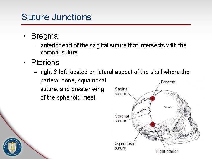 Suture Junctions • Bregma – anterior end of the sagittal suture that intersects with