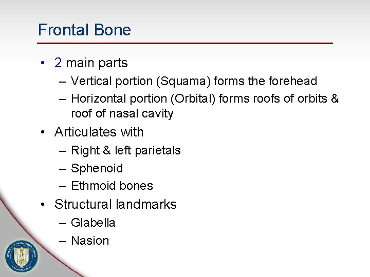 Frontal Bone • 2 main parts – Vertical portion (Squama) forms the forehead –