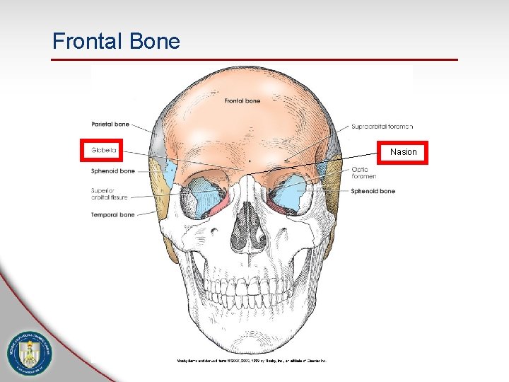 Frontal Bone Nasion 