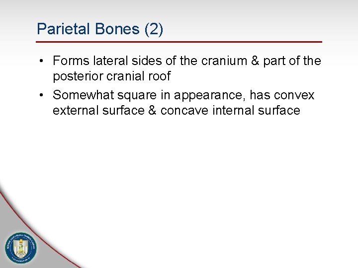 Parietal Bones (2) • Forms lateral sides of the cranium & part of the