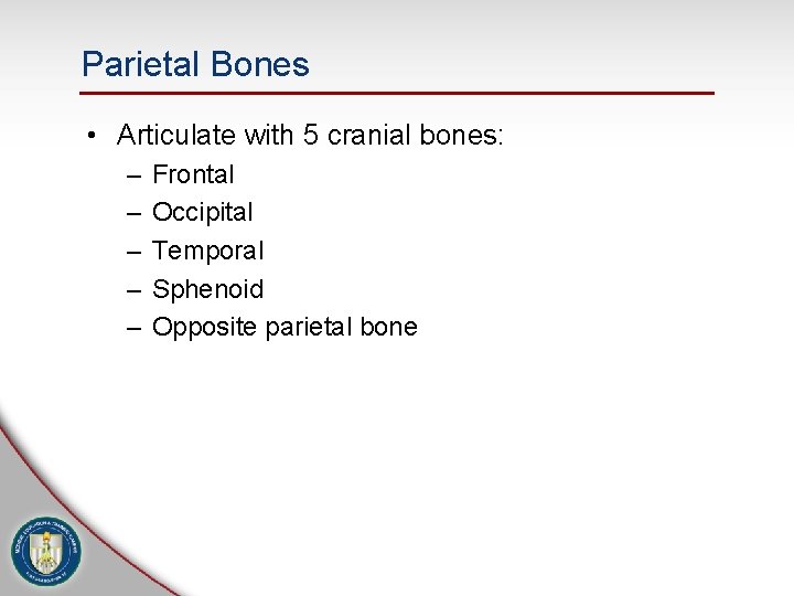 Parietal Bones • Articulate with 5 cranial bones: – – – Frontal Occipital Temporal