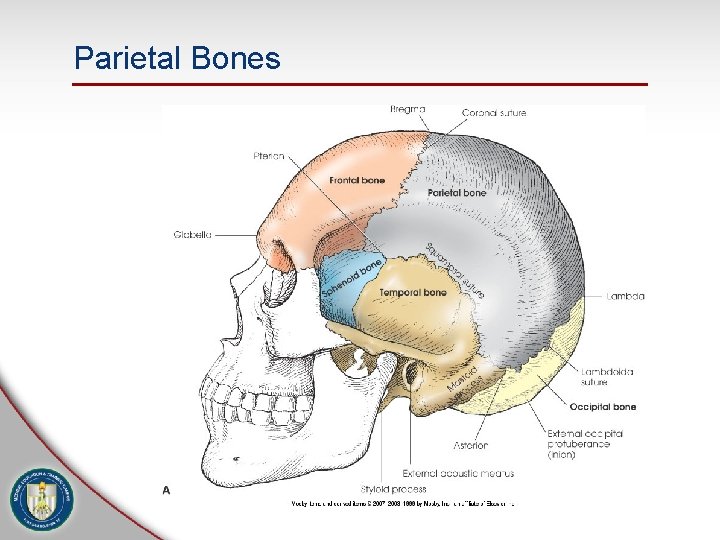 Parietal Bones 