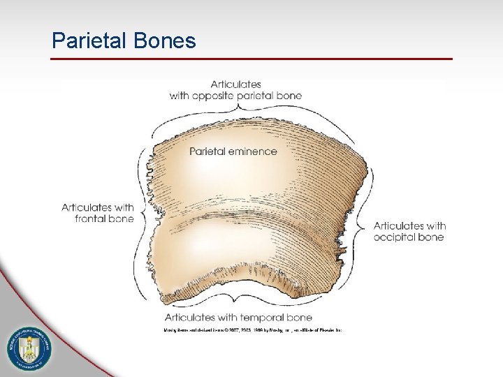 Parietal Bones 