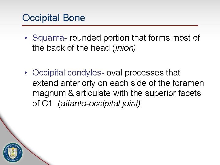 Occipital Bone • Squama- rounded portion that forms most of the back of the