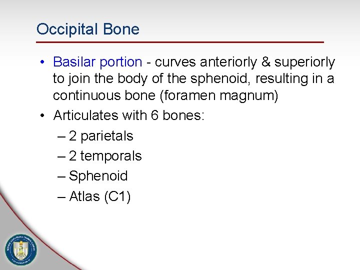 Occipital Bone • Basilar portion - curves anteriorly & superiorly to join the body